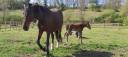 Broodmare Selle Français For sale 2009 Dark Bay