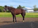 Gelding French Trotter For sale 2014 Bay