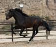 Entire PRE Pure Spanish Bred For sale 2019 Bay
