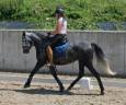 Mare CDE Caballo Deporte Espanol For sale 2019 Grey