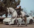 Gelding Lusitano For sale 2013 Grey