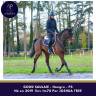 Gelding Thoroughbred For sale 2019 Bay