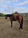 Gelding AES Anglo European Studbook For sale 2022 Bay