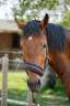 Gelding AES Anglo European Studbook For sale 2022 Bay