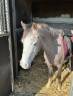 Mare Welsh Pony (Section B) For sale 2019 Brown