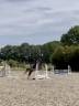 Mare Welsh Pony (Section B) For sale 2019 Brown