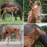 Broodmare Lusitano For sale 2015 Bay