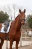 Gelding Hanoverian For sale 2020 Chesnut
