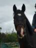 Gelding Selle Français For sale 2018 Black