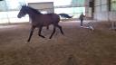 Gelding Selle Français For sale 2021 Bay