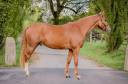 Gelding Selle Français For sale 2020 Chesnut