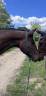 Gelding Selle Français For sale 2016 Dark Bay