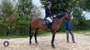 Mare BWP Belgian Warmblood For sale 2012 Dark Bay