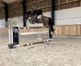 Gelding sBs Belgian Warmblood For sale 2019 Bay