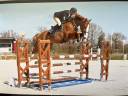 Gelding Selle Français For sale 2018 Chesnut