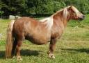 Broodmare Shetland Pony For sale 2010 Chesnut