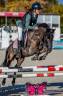 Gelding Pottok  For sale 2014 Black