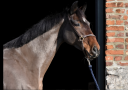 Mare Other Horse Breed For sale 2016 Bay