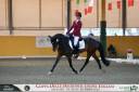 Gelding German Riding Pony, Deutsches Reitpony For sale 2011 Bay