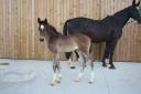 Mare sBs Belgian Warmblood For sale 2024 Dark Bay