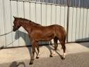 Gelding Selle Français For sale 2021 Silver dapple