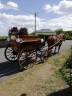 Carriage - Calèche   