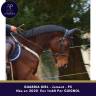Mare Thoroughbred For sale 2020 Bay