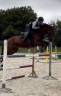 Gelding Selle Français For sale 2016 Bay