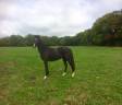 Mare Oldenburg For sale 2015 Black