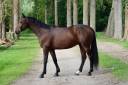 Gelding Selle Français For sale 2015 Dark Bay