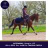 Gelding Thoroughbred For sale 2021 Bay
