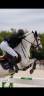 Gelding Connemara For sale 2013 Bay