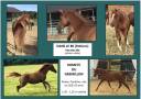 Filly Arabian For sale 2022 Chesnut