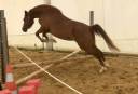 Filly Arabian For sale 2022 Chesnut