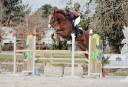 Gelding Selle Français For sale 2013 Chesnut