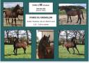 Mare Arabian For sale 2022 Bay