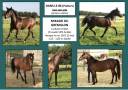 Gelding Arabian Half Blood For sale 2022 Bay