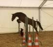 Gelding Arabian Half Blood For sale 2022 Bay