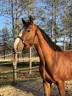 Gelding Selle Français For sale 2021 Bay
