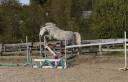 Mare Connemara For sale 2018 Grey