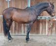 Entire PRE Pure Spanish Bred For sale 2022 Bay