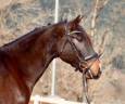 Gelding CDE Caballo Deporte Espanol For sale 2020 Bay