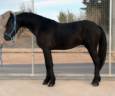 Gelding No Origin Recorded For sale 2021 Black