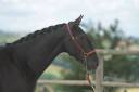 Broodmare PRE Pure Spanish Bred For sale 2019 Black