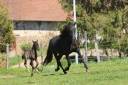 Broodmare PRE Pure Spanish Bred For sale 2019 Black