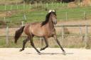 Mare PRE Pure Spanish Bred For sale 2022 Grey