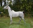 Gelding Anglo-Arabian For sale 2017 Grey