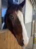 Colt Belgian Riding Pony For sale 2024 Coloured