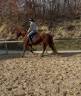 Mare Origin Recorded For sale 2021 Chesnut