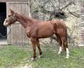Gelding Selle Français For sale 2021 Chesnut